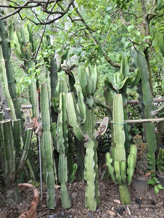 Podas de catos   monstro  e outos