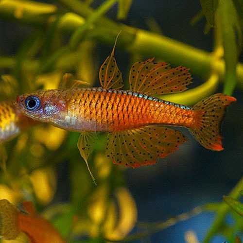 MISIEKZOO Modrooki - Modrook Paskai