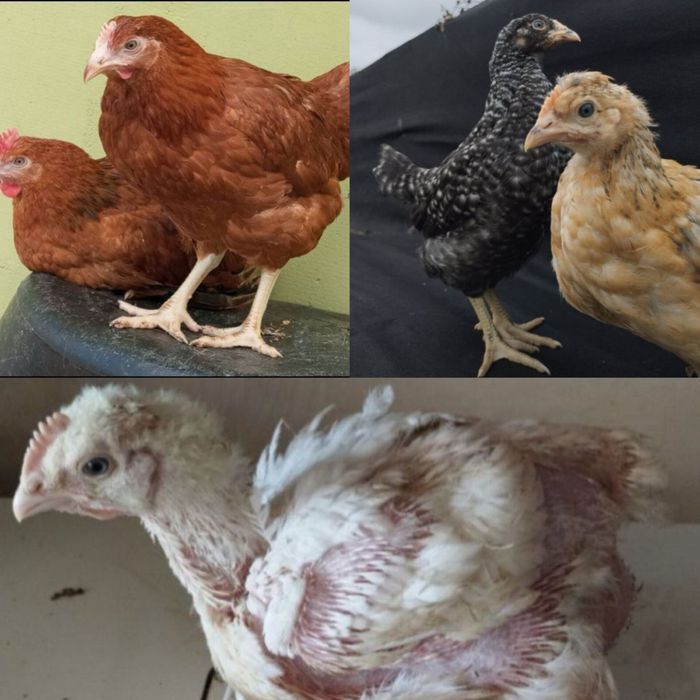 Продам підрощені курчата!!