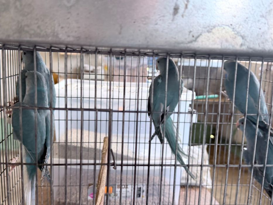 Vendo casais de aves