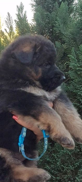 Єлітні цуценята німецької вівчарки.