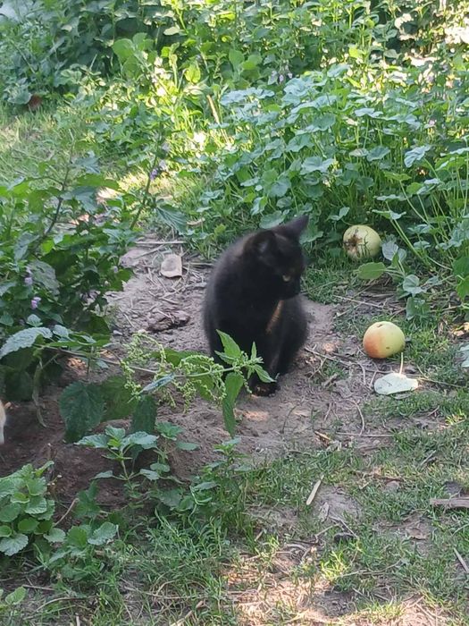 Котики і киці шукають домівку