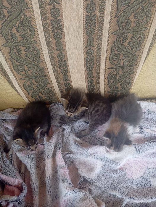 Маленькі кошенята