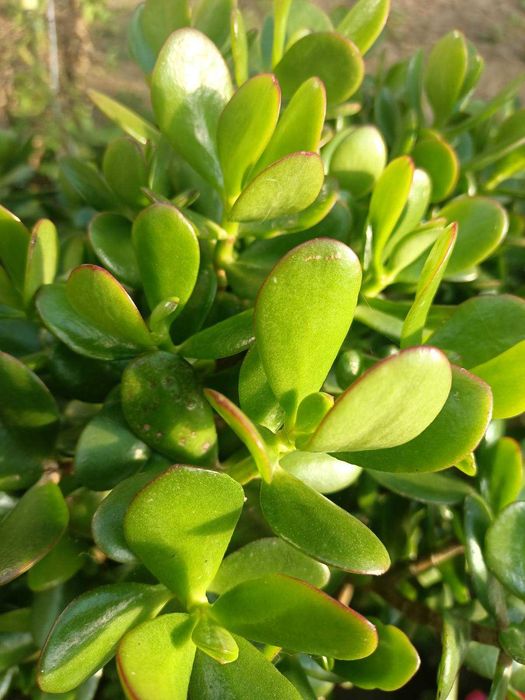 Sprzedam grubosz (drzewko szczęścia)