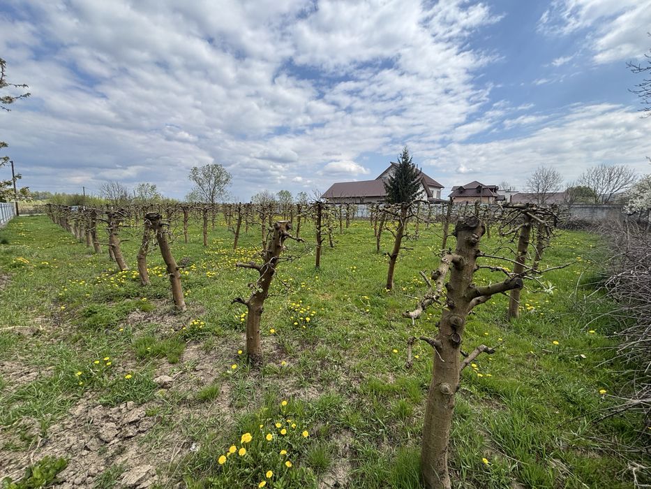 Продаж Ділянка 19 сот для будівництва. Побережжя. Сад. Асфальт. Школа