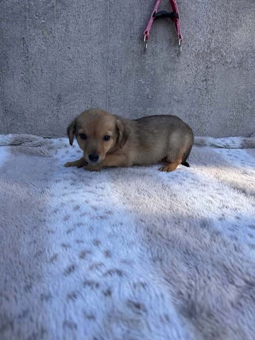 Szczeniaczek do adopcji