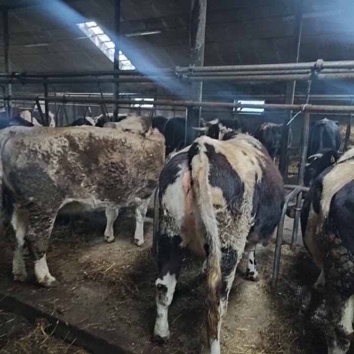 Jałówki cielne mięsne