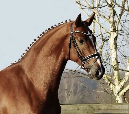 Ogier licencjonowany  Don Ferro / Ferro / Donerhall