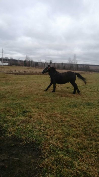 Продам спокійного коня