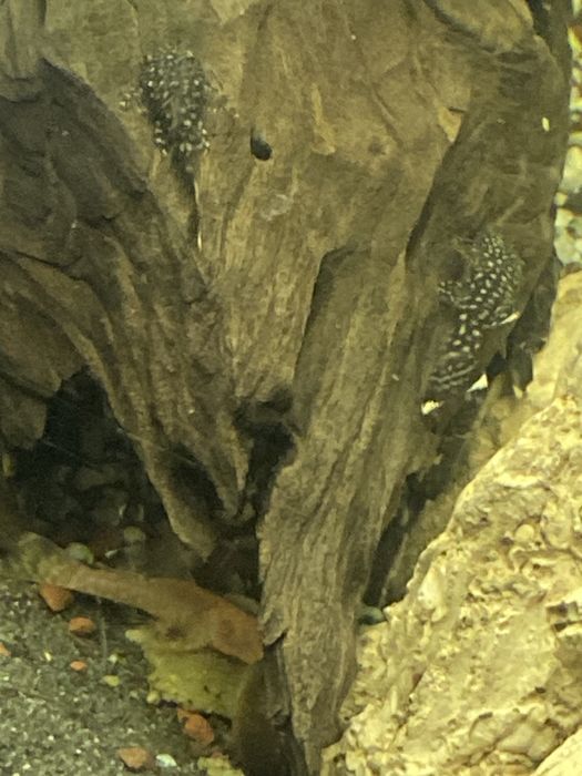Ancitrus albino glonojad zbrojnik zloty i czarny narybek