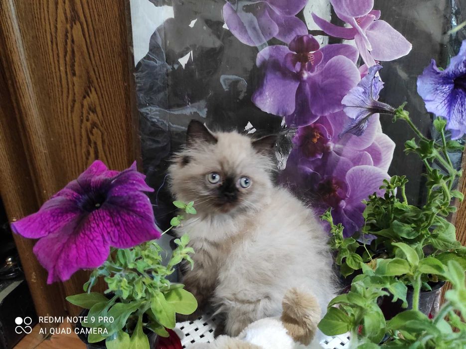 Котенок персидский гималайский