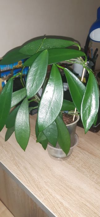 Хойя iml-361, сциндапсус, сингониум, ред батн