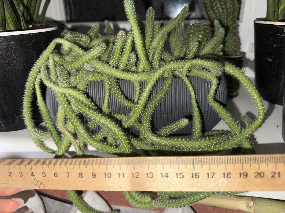 Сансеверия трезполосная, сансеверия цилиндрическая, кактусы