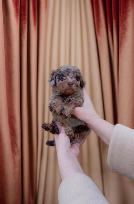 Чудесный мальчик мальтипу.