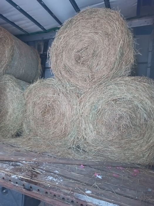 Siano 140cm średnicy