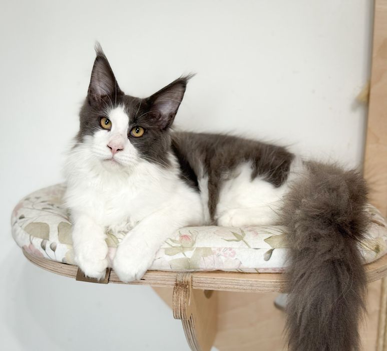 Piękny kocurek Maine Coon