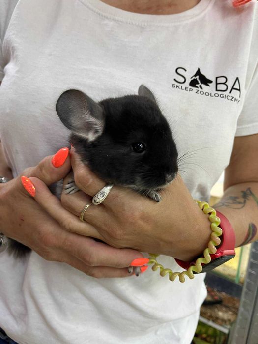 Szynszyla (Chinchilla)