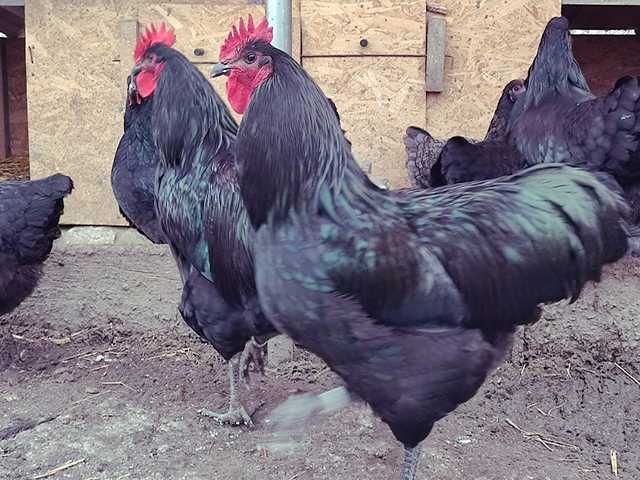 Інкубаційне яйце.(Курчата) Джерсійський гігант - чорний, блакитний.