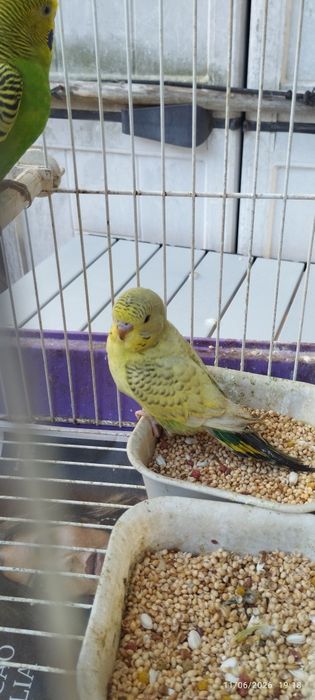 Vendo periquitos australianos (não faço criação de aves à mão). Em Loulé.