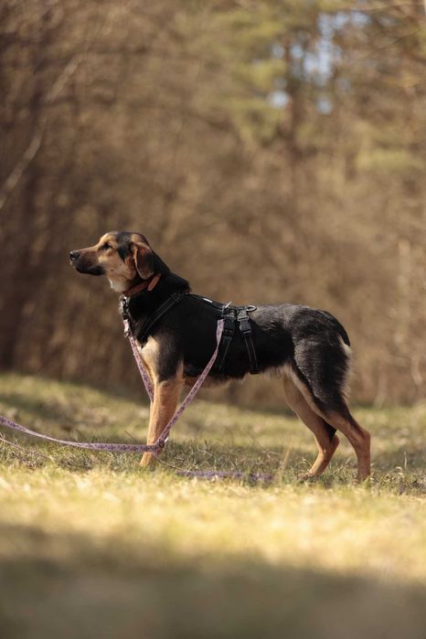 Orz – 15 kg, młody, wrażliwy, robi ogromne postępy, do adopcji