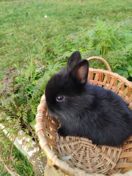 кролик карликовий  міні чорний отер маленький й  короткошерстний