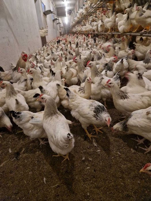 Kury kurczaki z jajkiem ! NIOSKI z wolnego wybiegu ! ZAPRASZAM !!!