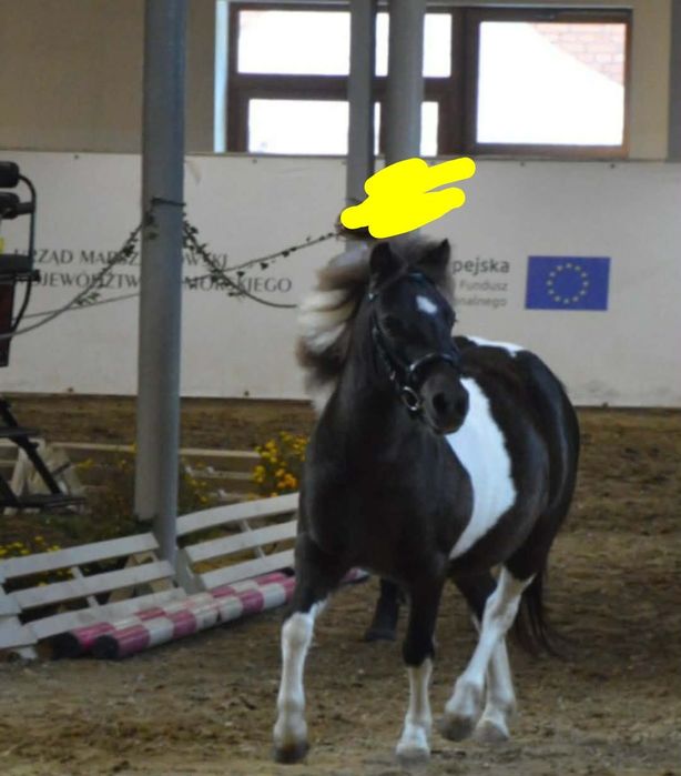 Sprzedam klacz w typie walijskim.