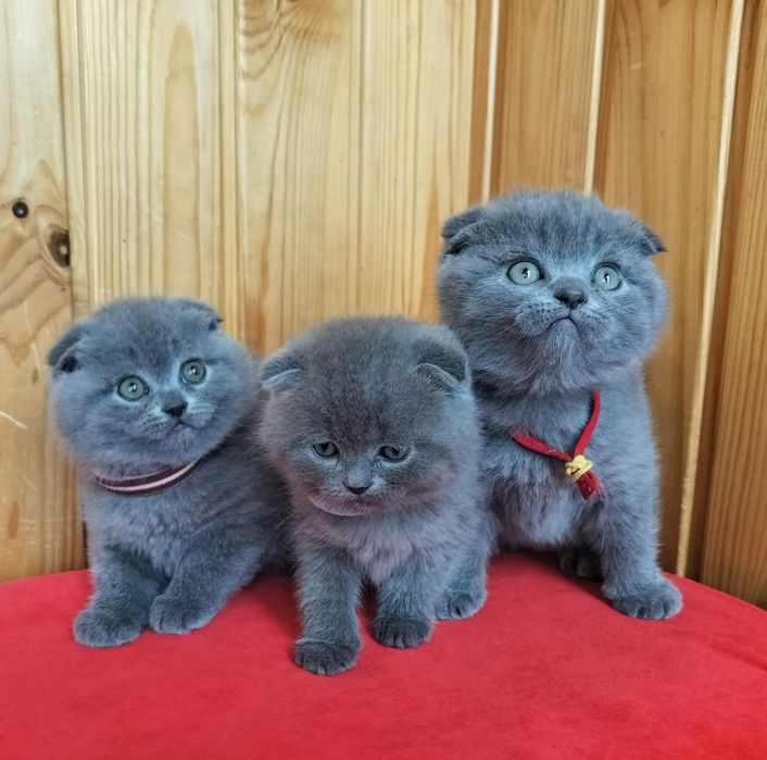 Шотландські хлопчики та дівчатка