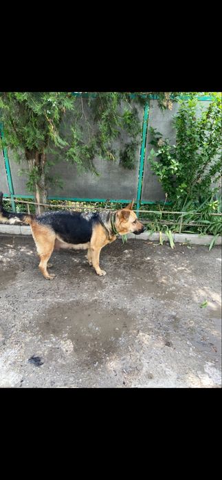 Цуценята Німецької вівчарки