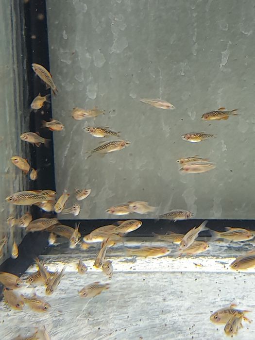 Danio galaxy  razbora