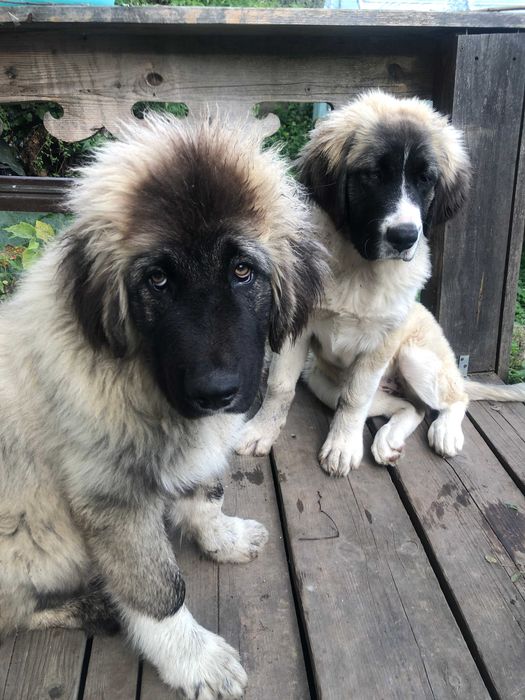 owczarek kaukaski  suczka i piesek. Caucasian pup for a Farming family. Lovely tempered! HUge , intelligent. Loyal.