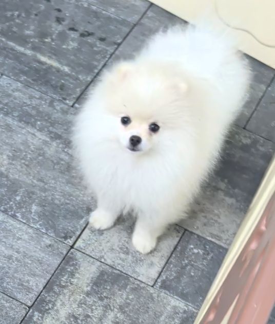 Szpic miniaturowy -pomeranian