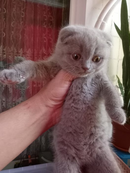 Вислоухий котенок лилового окраса