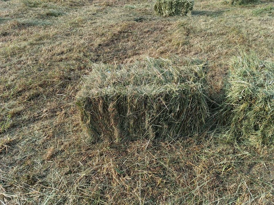 Продам сіно в тюках