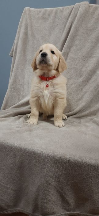 Golden Retriever szczeniak