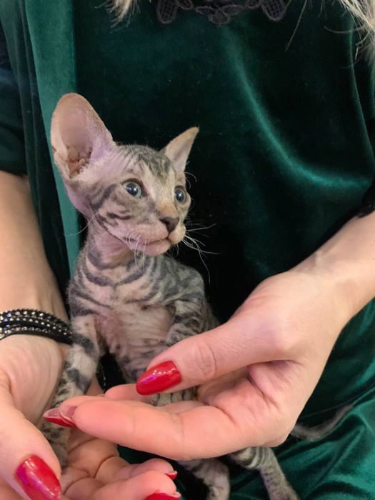 Донской сфинкс браш