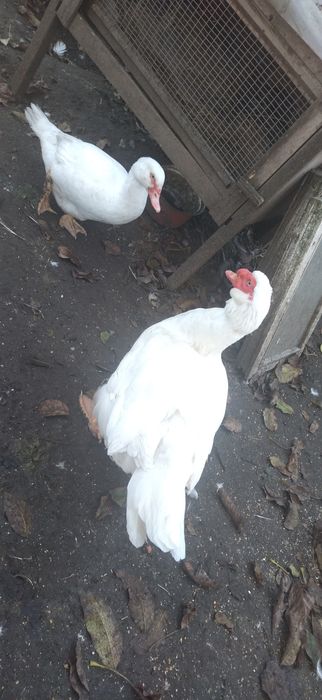 Індокачки Німецької важкої лінії, інкубаційні яйця