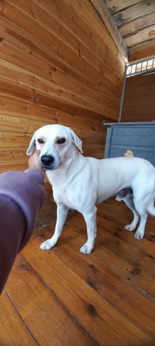 Mini labrador Piorun do adopcji