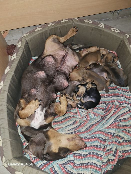 Продаются щенки таксы (банда  )