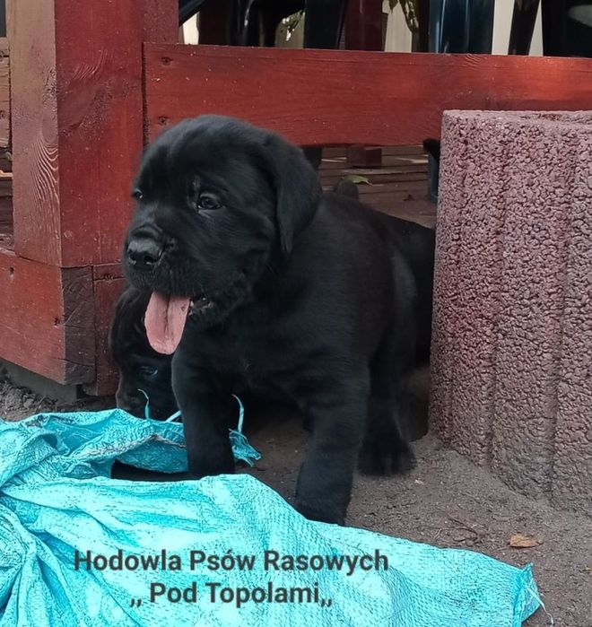 Super szczenię Cane Corso Italiano