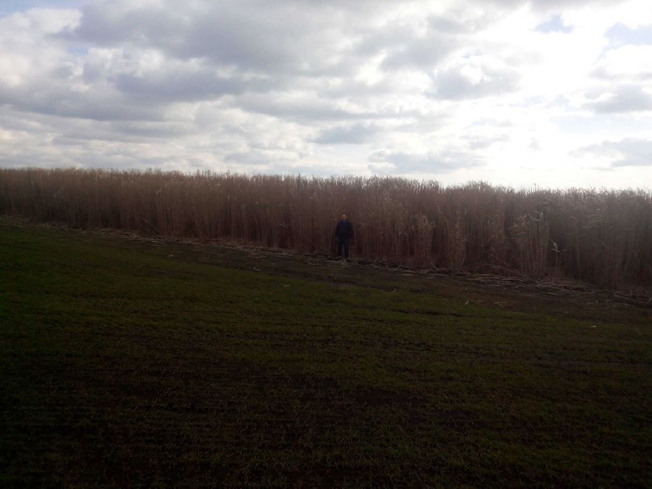 Мискантус Гигантский. MISCANTHUS GIGANTEUS, семена, корневища, ризомы.