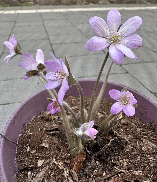 Печіночниця , підліска