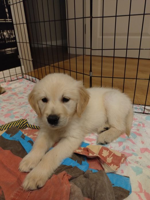 Szczeniak Golden Retriever