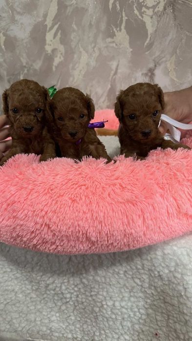 Той-пуделі — маленькі друзі на кожен день