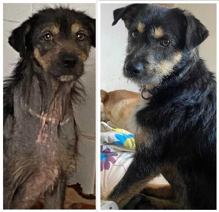 Suplemento de curcumina, anti-inflamatório natural, 95% maior absorção