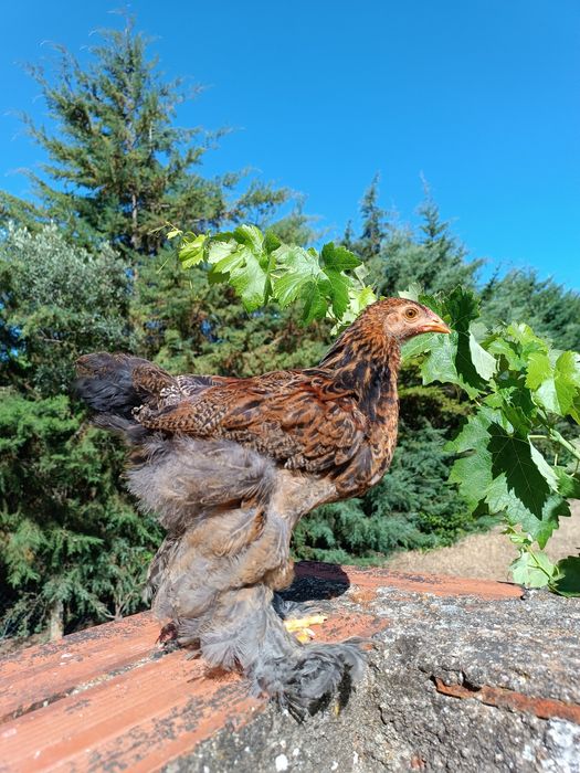Frangos Brahma Perdiz