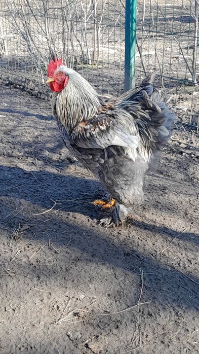 Продам півнів ( Брама )