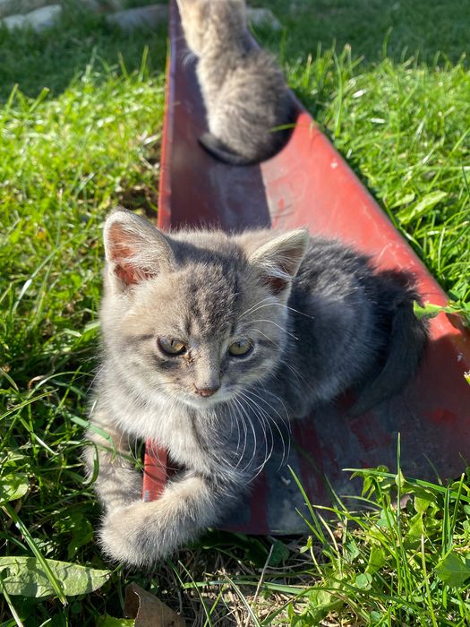 Шотландські кошенята