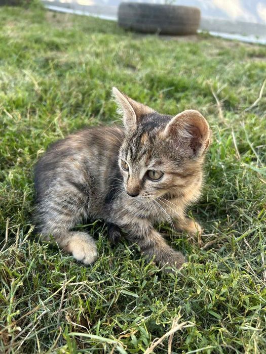 Віддам у добрі руки кошенят