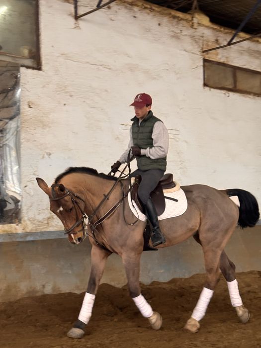Cavalo Puro Sangue Belga